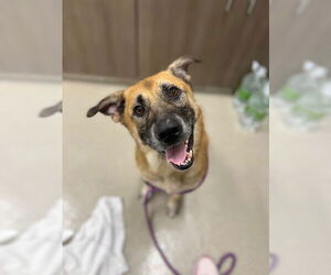 German Shepherd Dog Dogs for adoption in Baytown, TX, USA