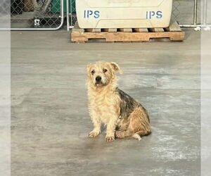 Dachshund-Unknown Mix Dogs for adoption in Grafton, WI, USA