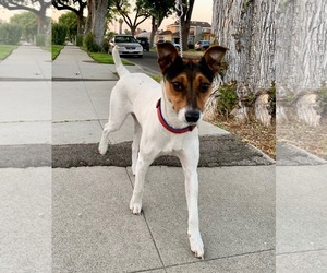 Small Parson Russell Terrier-Rat Terrier Mix