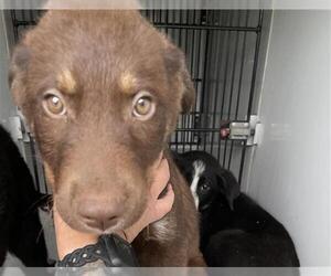 Australian Kelpie-Labrador Retriever Mix Dogs for adoption in Houston, TX, USA