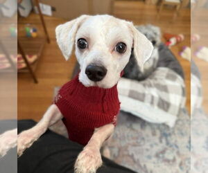 Shih Tzu-Unknown Mix Dogs for adoption in Fargo, ND, USA