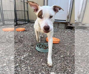 American Staffordshire Terrier-Unknown Mix Dogs for adoption in Foristell, MO, USA