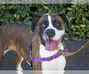 Boxer Dogs for adoption in Santa Rosa, CA, USA