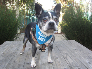 Boston Terrier Dogs for adoption in Pacific Grove, CA, USA