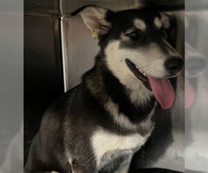 Siberian Husky Dogs for adoption in Downey, CA, USA