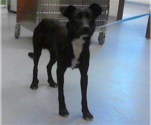 Labrador Retriever Dogs for adoption in Fayetteville, NC, USA