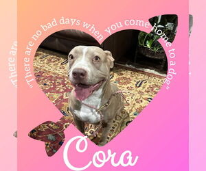 American Pit Bull Terrier Dogs for adoption in Shillington, PA, USA
