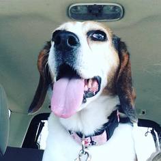 Beagle Dogs for adoption in Ontario, Ontario, Canada