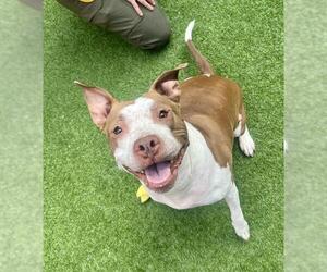 American Pit Bull Terrier Dogs for adoption in San Francisco, CA, USA