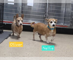 Chiweenie Dogs for adoption in Albemarle, NC, USA