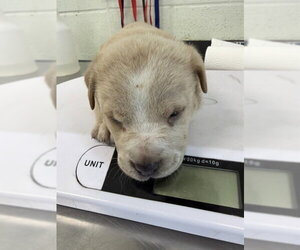 Labrador Retriever-Unknown Mix Dogs for adoption in Corpus Christi, TX, USA