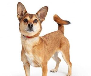 Cardigan Welsh Corgi Dogs for adoption in Tempe, AZ, USA
