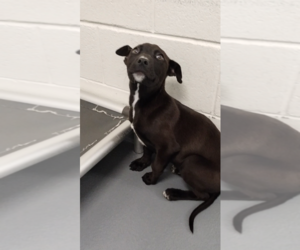 Mutt Dogs for adoption in Hilton Head, SC, USA