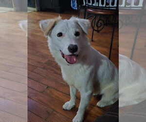 Golden Retriever-Maremma Sheepdog Mix Dogs for adoption in Virginia Beach, VA, USA