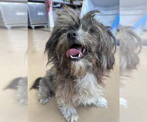 Shih Tzu-Unknown Mix Dogs for adoption in Chula Vista, CA, USA