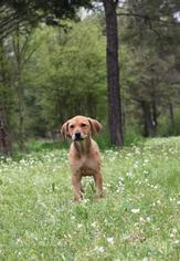 Small Beagle-Redbone Coonhound Mix