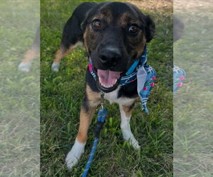 Mutt Dogs for adoption in Germantown, OH, USA