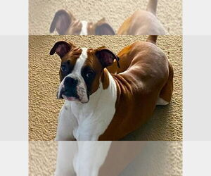 Boxer Dogs for adoption in Austin, TX, USA