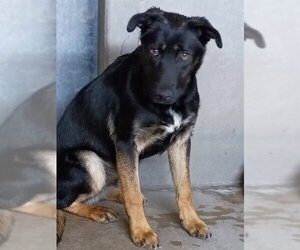 Medium Photo #1 German Shepherd Dog-Unknown Mix Puppy For Sale in San Bernardino, CA, USA