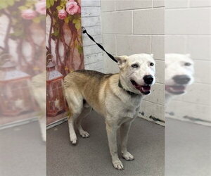 Gerberian Shepsky Dogs for adoption in San Bernardino, CA, USA