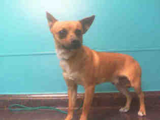 Chihuahua Dogs for adoption in Las Vegas, NV, USA