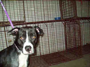 Borador Dogs for adoption in Gainesville, FL, USA