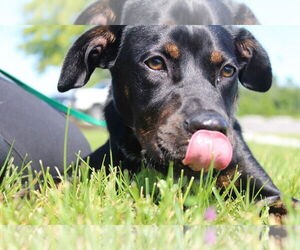 Mutt Dogs for adoption in Chestertown, MD, USA