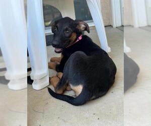 German Shepherd Dog-Unknown Mix Dogs for adoption in Visalia, CA, USA