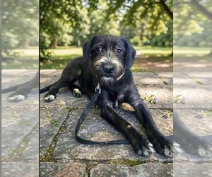 Medium Photo #6 Tibetan Terrier-Unknown Mix Puppy For Sale in Escondido, CA, USA