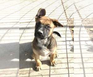 American Pit Bull Terrier-Unknown Mix Dogs for adoption in Sandy, UT, USA