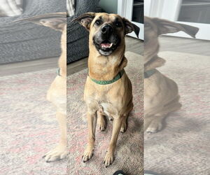 Medium Photo #2 Black Mouth Cur-Unknown Mix Puppy For Sale in The Woodlands, TX, USA