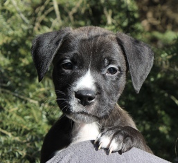 Small Labrador Retriever Mix