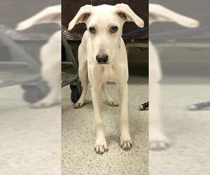 Labrador Retriever-Unknown Mix Dogs for adoption in Conroe, TX, USA