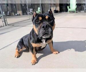 Bulldog-Staffordshire Bull Terrier Mix Dogs for adoption in Denver, CO, USA