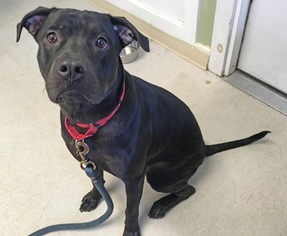 Small Labrador Retriever Mix