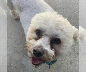 Bichon Frise Dogs for adoption in Freeport, FL, USA