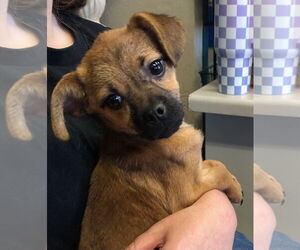 Chihuahua-Unknown Mix Dogs for adoption in Amarillo, TX, USA