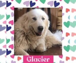Great Pyrenees Dogs for adoption in Littleton, CO, USA