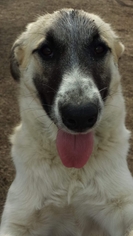 Anatolian Shepherd Dogs for adoption in Peyton, CO, USA