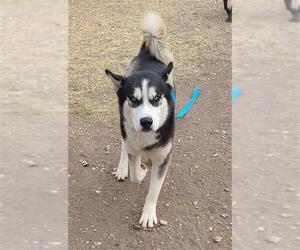 Siberian Husky-Unknown Mix Dogs for adoption in San Antonio, TX, USA