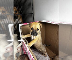 Black Mouth Cur-Unknown Mix Dogs for adoption in Houston, TX, USA