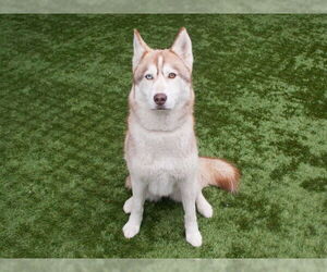 Siberian Husky Dogs for adoption in Pasadena, CA, USA