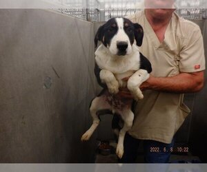Border Collie-Unknown Mix Dogs for adoption in Oroville, CA, USA