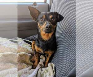 Chipin Dogs for adoption in Canutillo, TX, USA