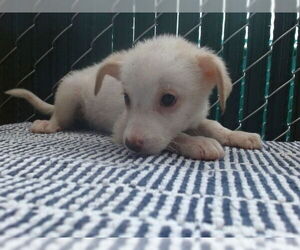 Mutt Dogs for adoption in Downey, CA, USA