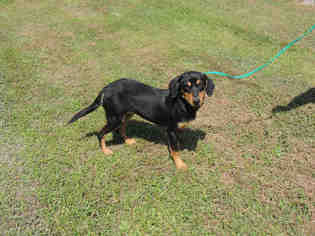 Black and Tan Coonhound Dogs for adoption in Lacombe, LA, USA