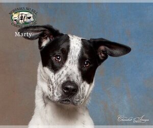 Mutt Dogs for adoption in Lincoln, NE, USA