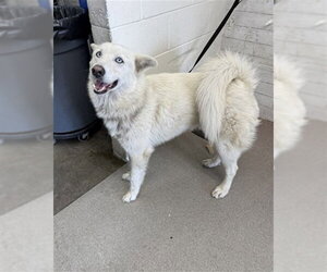 Siberian Husky-Unknown Mix Dogs for adoption in San Bernardino, CA, USA