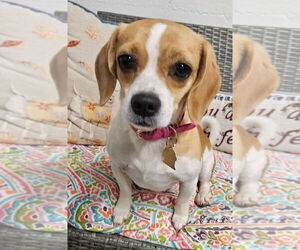 Beagle Dogs for adoption in Ellijay, GA, USA