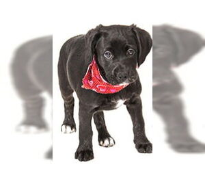 Labrador Retriever Dogs for adoption in Vaughan, Ontario, Canada